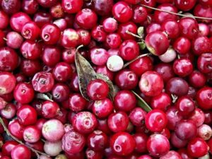 How To Grow Cranberries