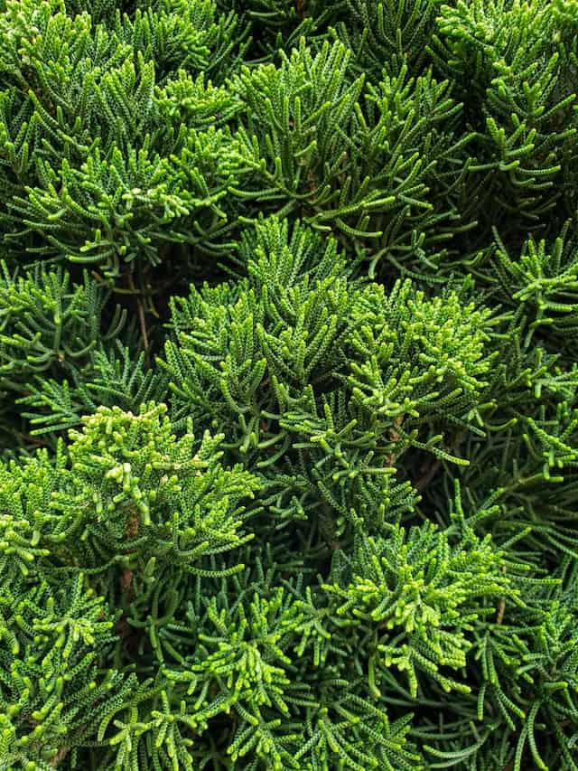 Creeping Juniper (Juniperus horizontalis)