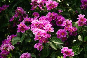 Crepe Myrtle Varieties