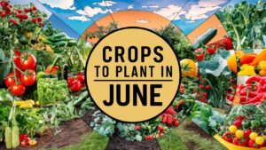 Crops To Plant In June
