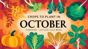 Crops To Plant In October