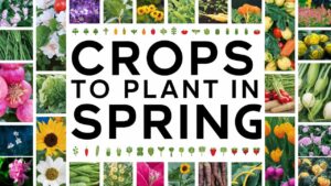 Crops To Plant In Spring