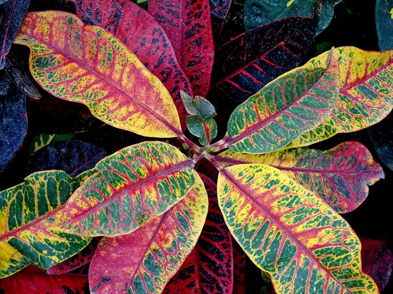 Best Fertilizer for Crotons Make Croton Plants Colorful & Bushier