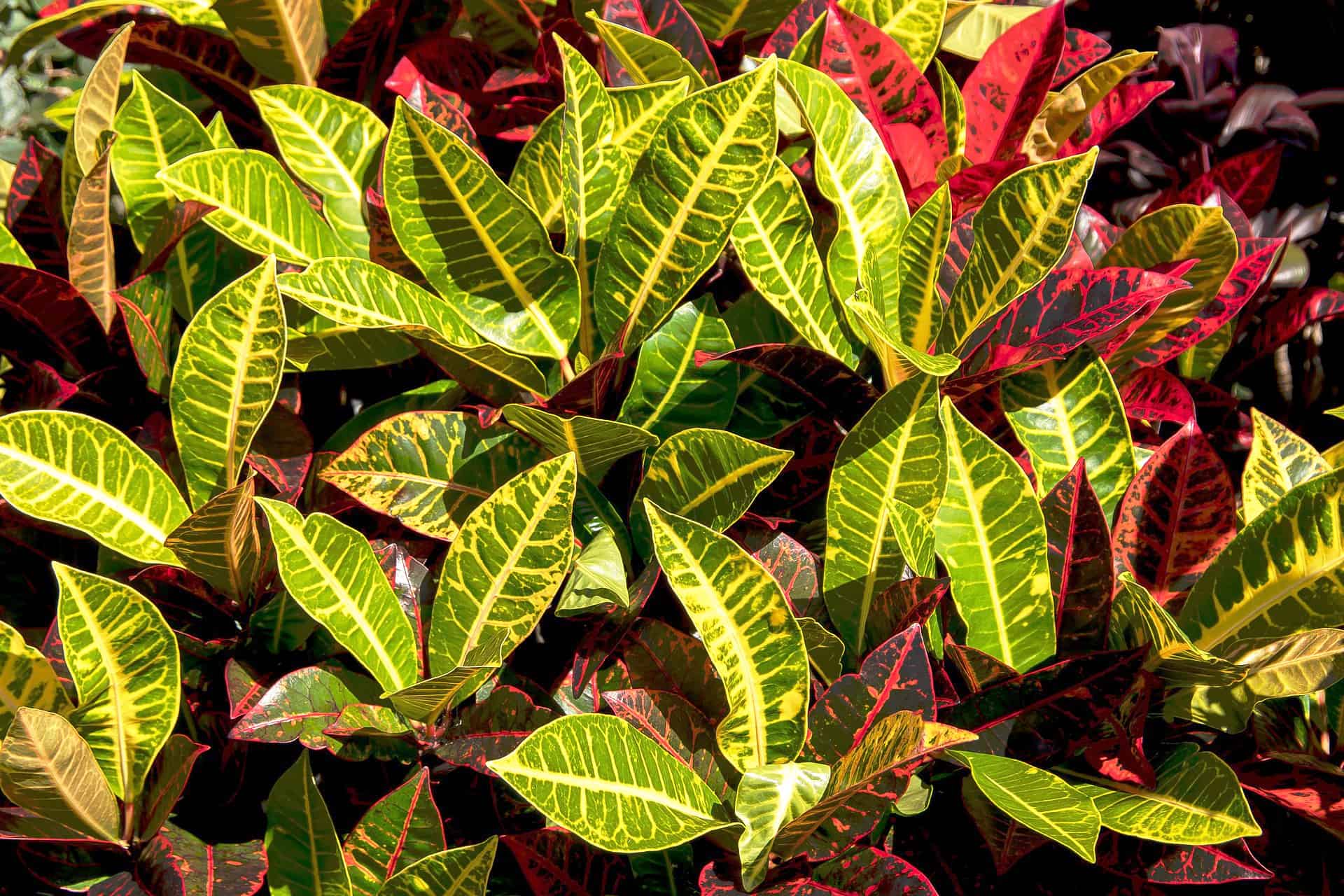 Croton Plant Varieties