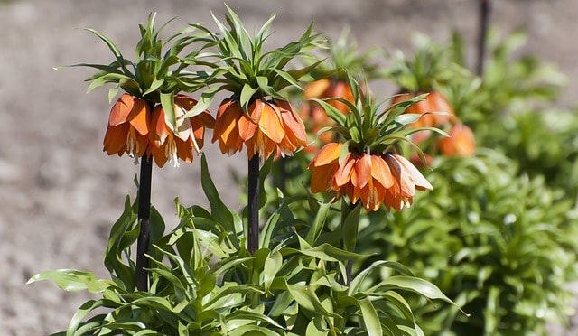 Crown Imperial