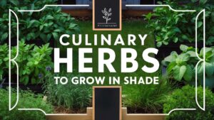 Culinary Herbs to Grow in Shade