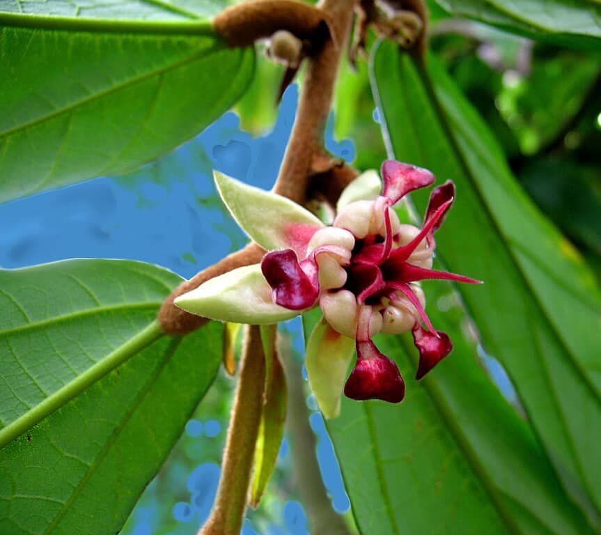 Cupuaçu