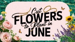 Cut Flowers To Plant In June
