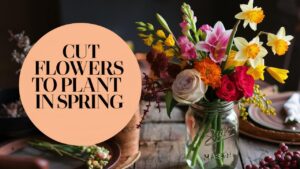 Cut Flowers To Plant In Spring