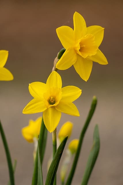 Daffodils