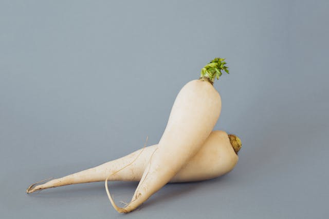 Daikon Radish