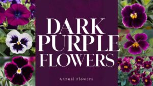 Dark Purple Annual Flowers