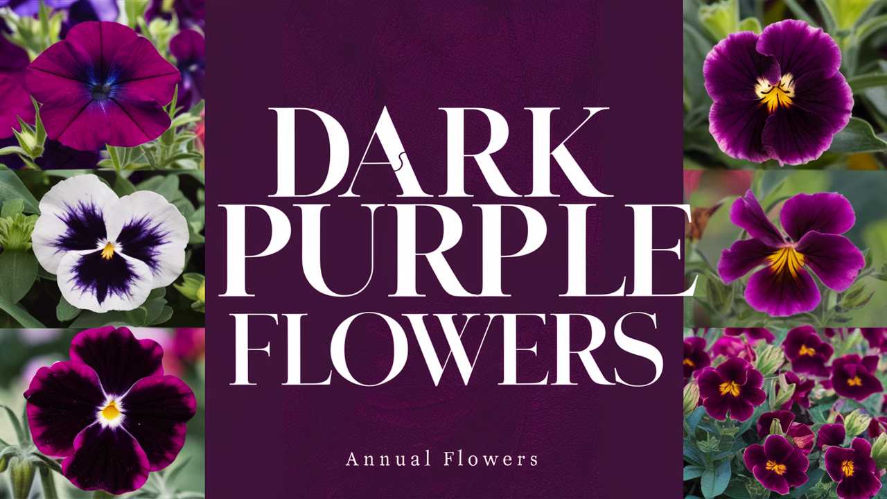 Dark Purple Annual Flowers