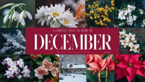 December Flowers In Season