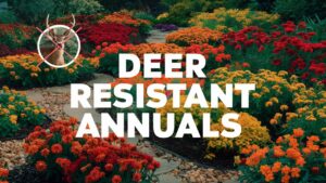 Deer Resistant Annuals