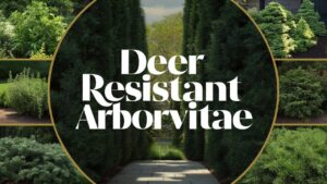 Deer Resistant Arborvitae