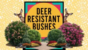 Deer Resistant Bushes