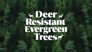 Deer Resistant Evergreen Trees