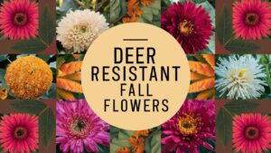 Deer Resistant Fall Flowers