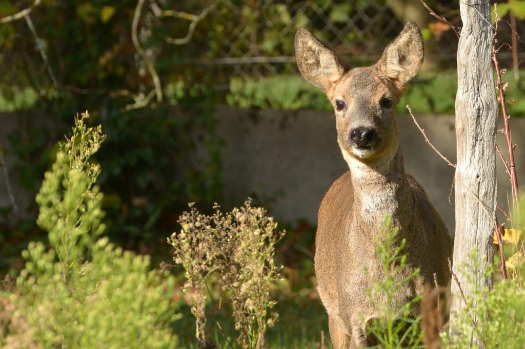 Deer-Resistant Flower Bulbs for Your Garden