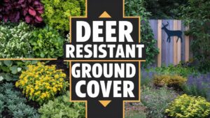 Deer Resistant Ground Cover