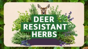 Deer Resistant Herbs