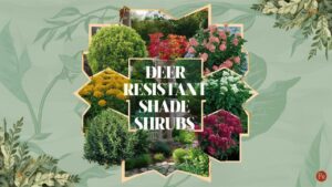 Deer Resistant Shrubs For Shade