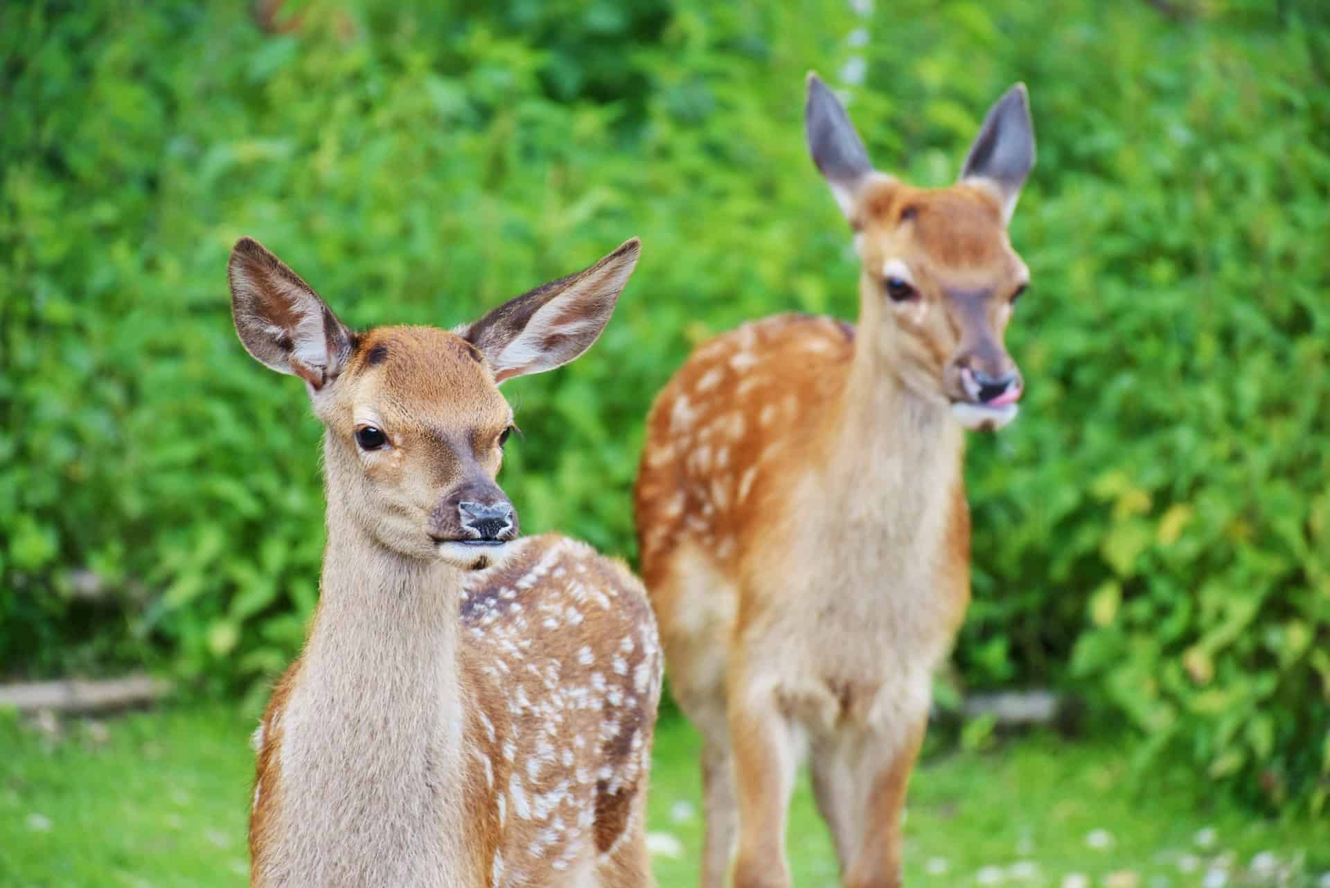 Deer Resistant Shrubs