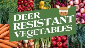 Deer Resistant Vegetables