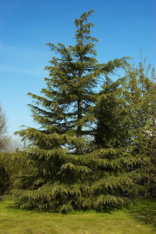 Deodar Cedar