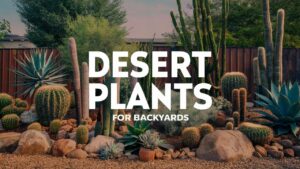 Desert Plants For Backyards