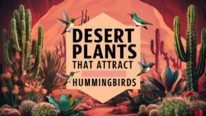 Desert Plants That Attract Hummingbirds