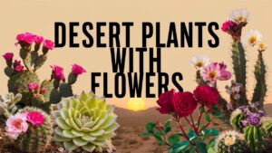 Desert Plants With Flowers