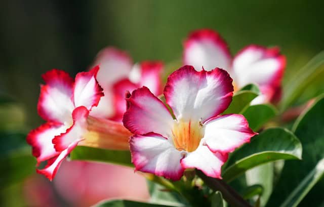 Desert Rose (Adenium Obesum)