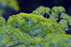 Harvesting Dill