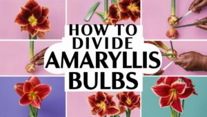 Dividing Amaryllis Bulbs