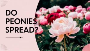 Do Peonies Spread?