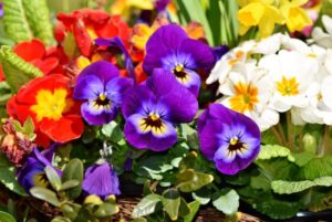 Flowers to Plant in December for a Head Start on Spring