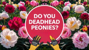 Do You Deadhead Peonies?