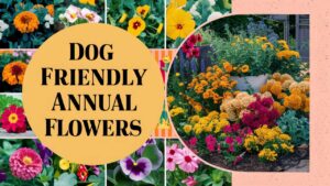 Dog Friendly Annual Flowers