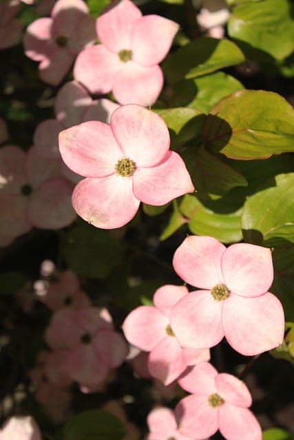 Dogwood Flowerrs