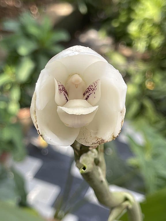    Dove Orchid (Peristeria elata)