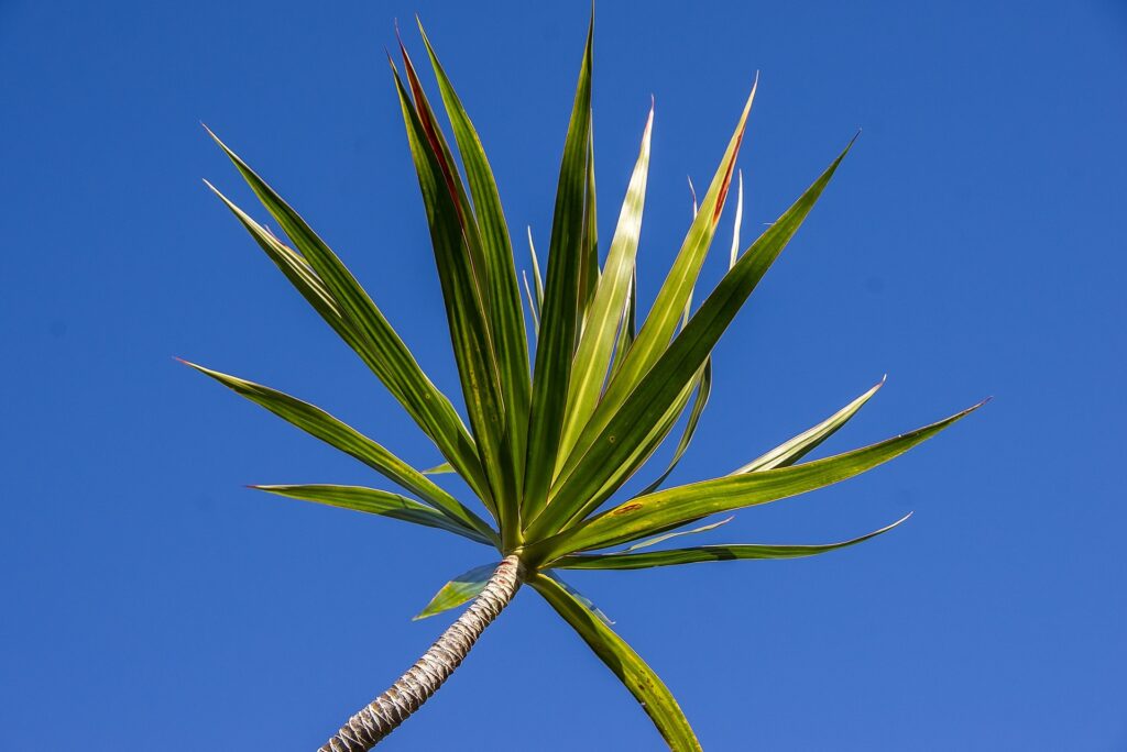 Dracaena Varieties - Dracaena Types