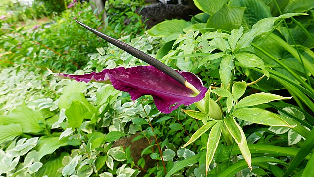 Dracunculus vulgaris (Black Arum)