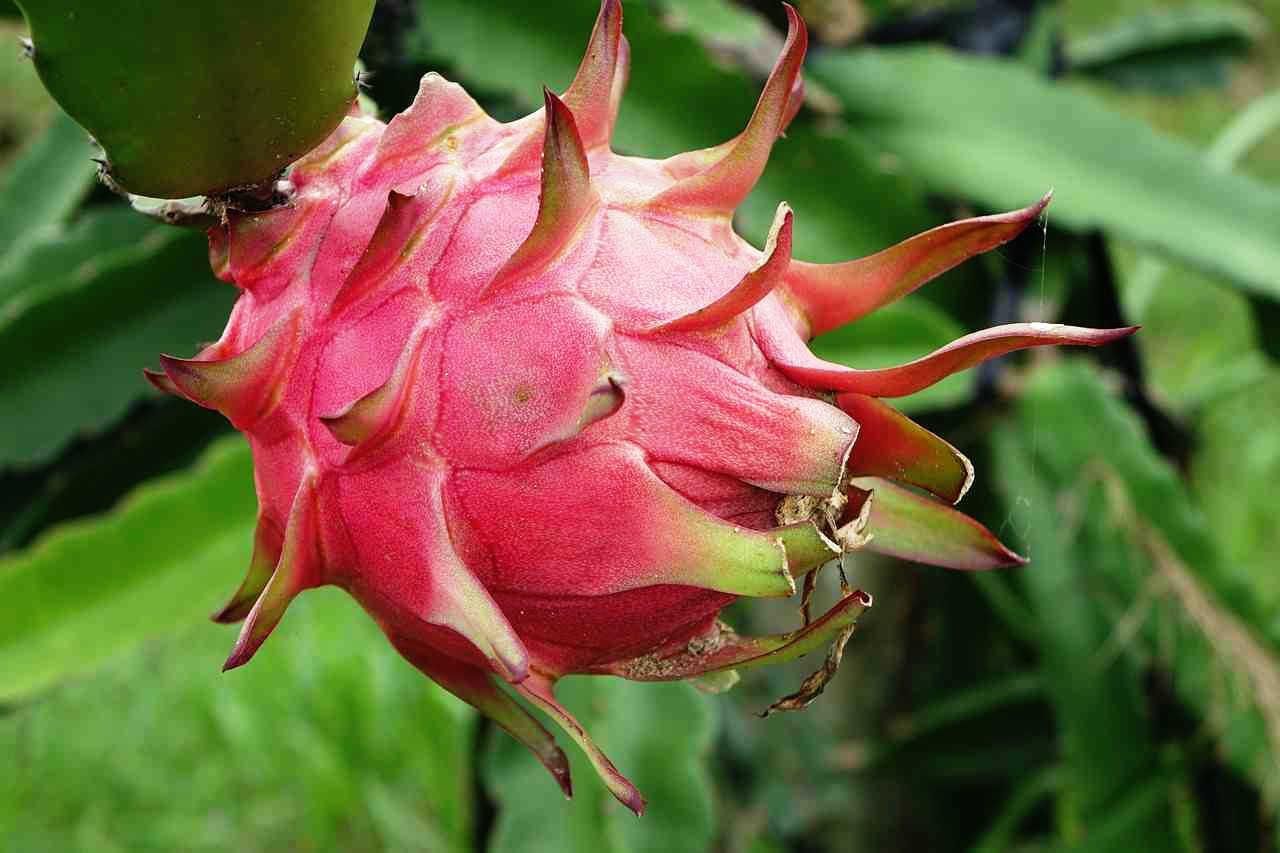 Dragon Fruit red-dragon-fruit-1973815_1280