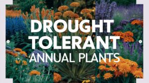 Drought Tolerant Annual Plants