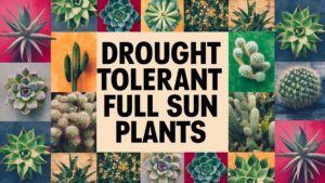 Drought Tolerant Full Sun Plants