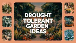 Drought Tolerant Garden Ideas