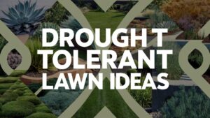 Drought Tolerant Lawn Ideas