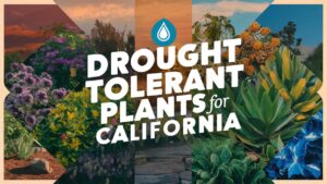 Drought Tolerant Plants For California